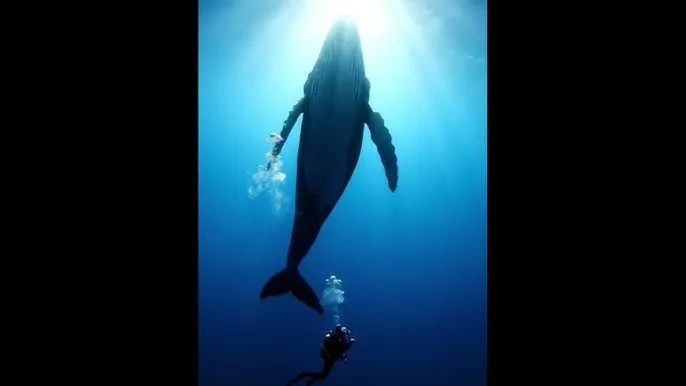 秀人网 - 深蓝星球：探索海洋深处的未知世界
